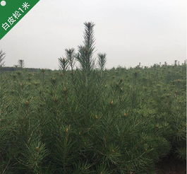 陜西鈺尚園林綠化工程有限責任公司 塑造生態與美學的綠色空間