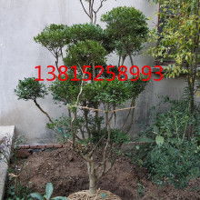 嫩江縣通達(dá)苗木綠化有限責(zé)任公司 專業(yè)苗木花卉培育與園林綠化服務(wù)