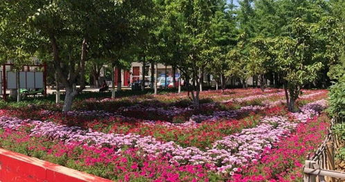 開窗見綠，出門見園——園林綠化工程點亮城市之美