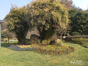 庭院養護與園林綠化工程施工全攻略