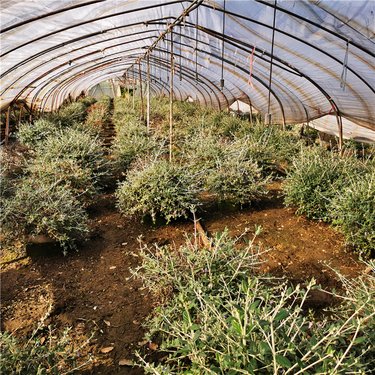 精品水果與園林綠化工程 生態與經濟的完美融合