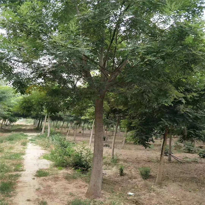 四川地區29公分與22公分國槐價格對比及園林綠化工程應用