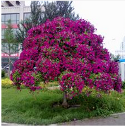 河北萬象錦眾園林綠化工程 構(gòu)建城市綠色生態(tài)屏障的實(shí)踐與探索