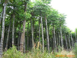 園林綠化工程中的專(zhuān)業(yè)工具與輔助材料探析