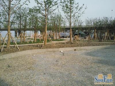 江蘇園林草花植物在園林綠化工程中的應(yīng)用與實(shí)踐